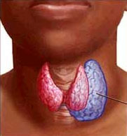 blood levels of vitamin D