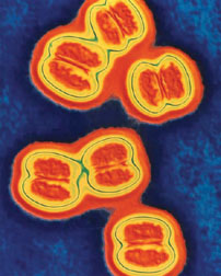 bacterial meningitis