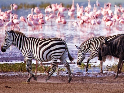 The Serengeti National Park and the Ngorongoro Crater in Tanzania