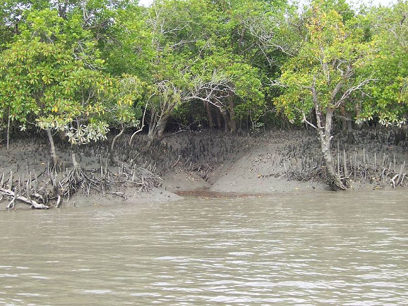 Sundarbans National Park (1987)