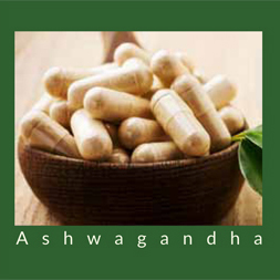 Ashwagandha: Is It For You? Ashwagandha: Is It For You?