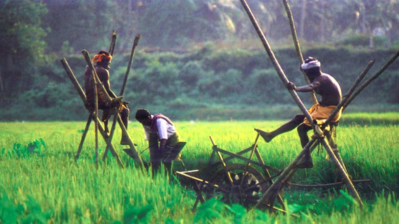 Rice fields of Kuttanad