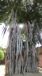 Banyan Tree