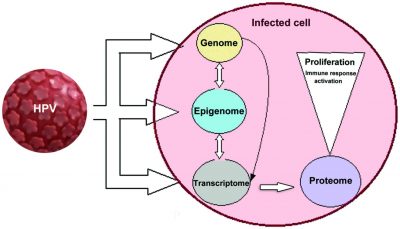 Human papilloma virus