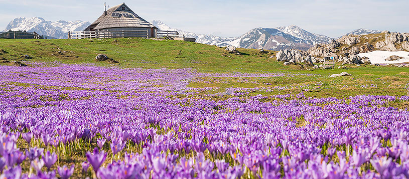 Indian Prime Minister Narendra Modi, highly praised Kashmir saffron, calling it “unique.