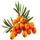 Sea Buckthorn